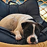 dog, black_and_white, resting, cushion, woven_chair, rope, outdoor, pet, canine, relaxed, sleepy, close_up, animal, fur, collar, paw, nose, ears, background, daylight