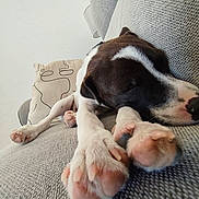 Bandit participe au concours pour gagner de l'argent avec cette photo : animal, brown_and_white, calm, close_up, couch, cozy, cute, decorative_pillow, dog, domestic, furniture, indoor, paw_pads, paws, pet, relaxing, resting, sleeping, sofa, textured_fabric
