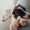 animal, brown_and_white, calm, close_up, couch, cozy, cute, decorative_pillow, dog, domestic, furniture, indoor, paw_pads, paws, pet, relaxing, resting, sleeping, sofa, textured_fabric