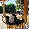 dog, pet, outdoor, hanging_chair, cushion, wood, pergola, sunlight, garden, tree, fence, relaxing, animal, canine, nature, shaded, resting, daytime, backyard, rope