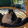 Bandit participe au concours pour gagner de l'argent avec cette photo : dog, black_and_white, swing_chair, cushion, outdoor, pet, garden, relaxing, rope, daylight, animal, back_view, curious, furniture, nature, tree, sunlight, leisure, resting, domestic_animal