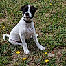 dog, puppy, black_and_white, grass, dandelion, flower, outdoor, nature, animal, pet, sitting, young_dog, cute, fur, collar, greenery, summer, playful, canine, field