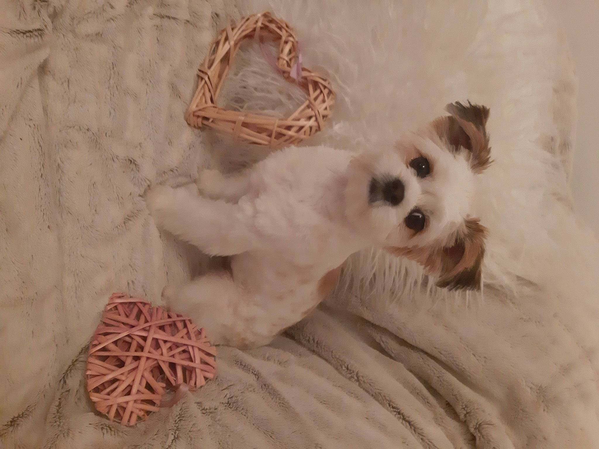 Idefix a rejoint le concours — aidez-le/la à gagner de superbes lots ! carnivore, companion_dog, dog, dog_breed, dog_collar, dog_supply, fashion_accessory, fawn, fur, linens, pattern, paw, small_terrier, sporting_group, sunglasses, tail, terrier, toy, toy_dog, working_animal