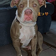 Taïko a rejoint le concours — aidez-le/la à gagner de superbes lots ! dog, pitbull, puppy, indoor, living_room, couch, person, window, tile_floor, brown_and_white, pet, domestic_animal, ears, collar, sitting, cute, animal, companion, home, floor