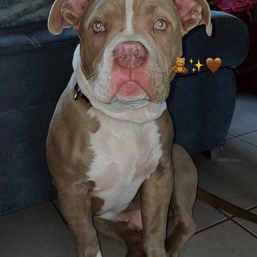 Taïko a rejoint le concours — aidez-le/la à gagner de superbes lots ! dog, pitbull, puppy, indoor, living_room, couch, person, window, tile_floor, brown_and_white, pet, domestic_animal, ears, collar, sitting, cute, animal, companion, home, floor