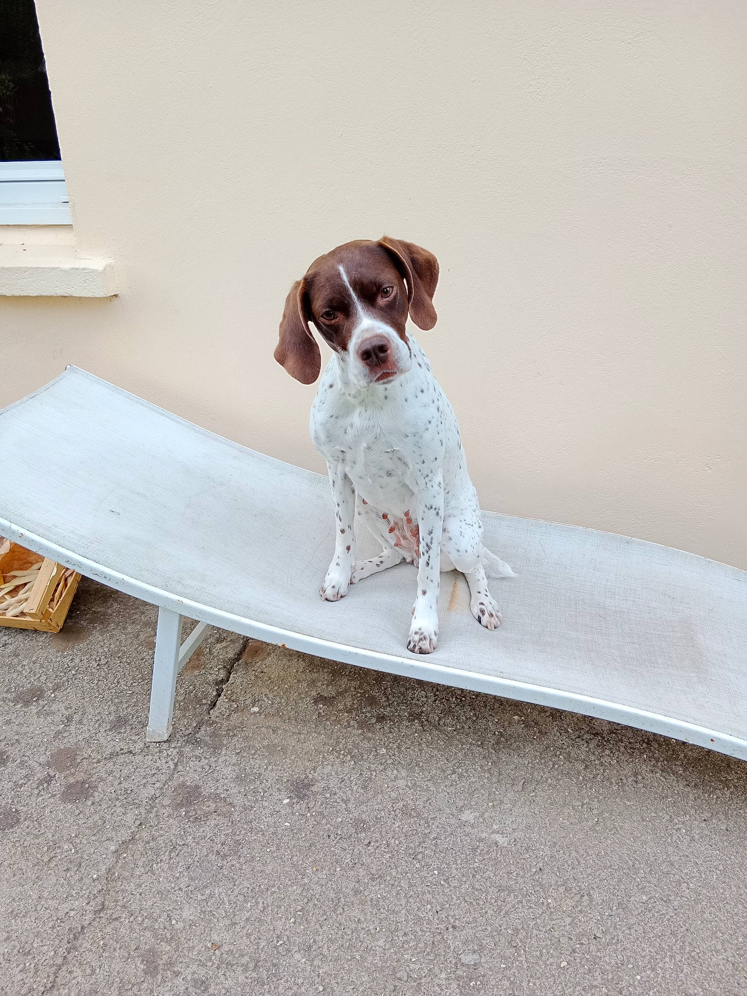 Nikita participe au concours pour gagner de l'argent avec cette photo : canidae, carnivore, collar, comfort, companion_dog, couch, dog, dog_breed, eyewear, fawn, gun_dog, hunting_dog, liver, outdoor_furniture, pet_supply, rectangle, sitting, sporting_group, tail, vehicle_door