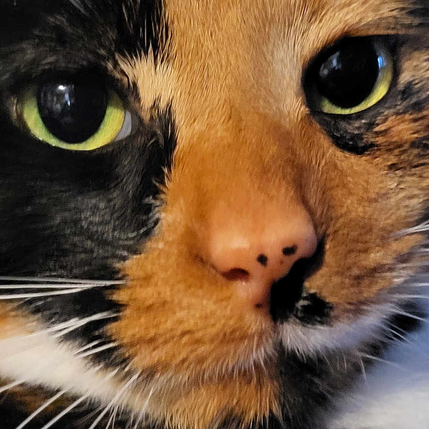 Patches joined the competition — help win amazing prizes! abyssinian, advertisement, animal, art, cat, collage, computerhardware, electronics, face, hardware, head, kitten, manx, monitor, person, pet, poster, screen, snout, text