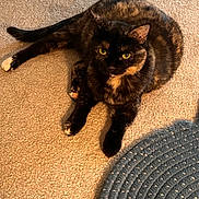 Shannon joined the competition — help win amazing prizes! animal, carpet, cat, cozy, curious, cute, domestic, ears, feline, fur, home, indoor, looking_up, paws, pet, resting, rug, tail, tortoiseshell, whiskers