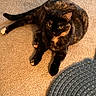 animal, carpet, cat, cozy, curious, cute, domestic, ears, feline, fur, home, indoor, looking_up, paws, pet, resting, rug, tail, tortoiseshell, whiskers