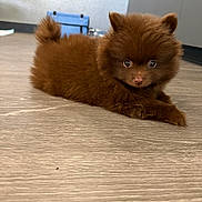 Bear joined the competition — help win amazing prizes! puppy, dog, brown_fur, fluffy, small_dog, long_hair, pointed_ears, curled_tail, lying_down, paws, pet, animal, indoors, wood_floor, portrait, closeup, cute, adorable, looking_at_camera, furry