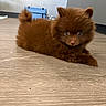 puppy, dog, brown_fur, fluffy, small_dog, long_hair, pointed_ears, curled_tail, lying_down, paws, pet, animal, indoors, wood_floor, portrait, closeup, cute, adorable, looking_at_camera, furry