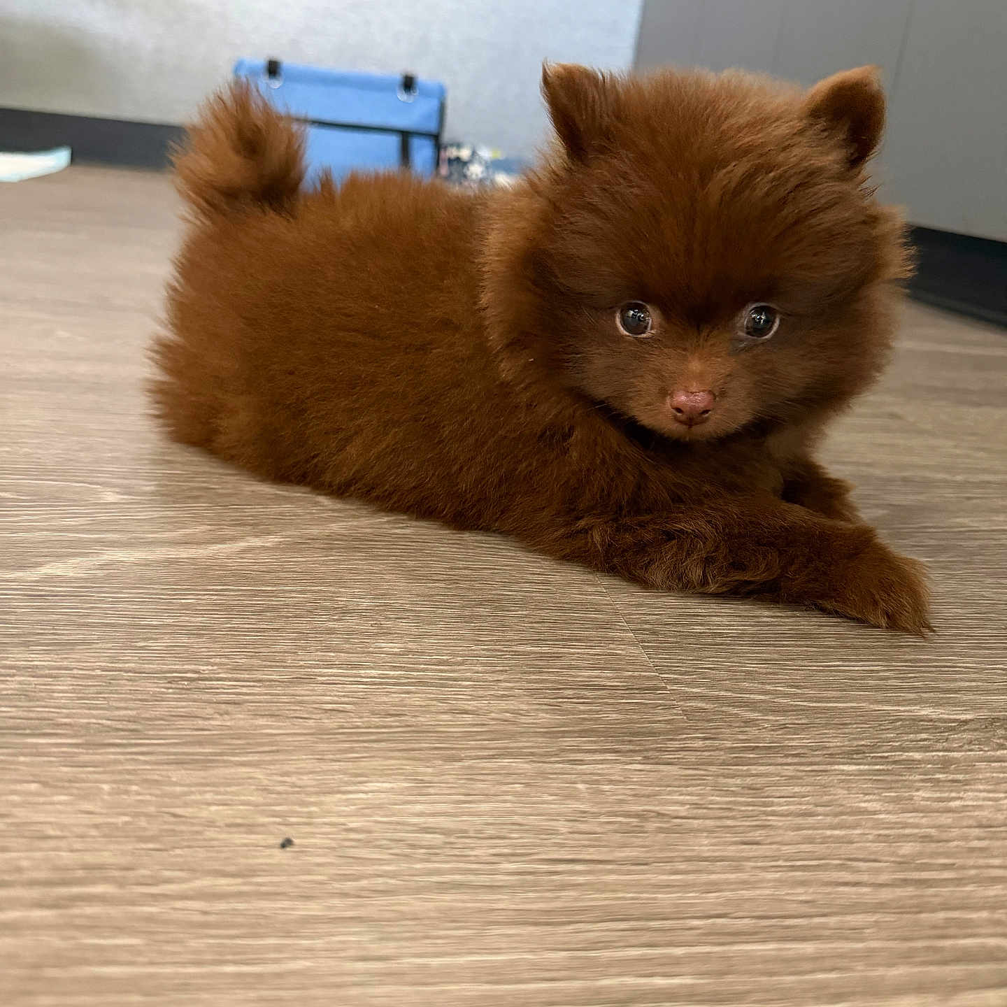 Bear