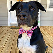 Kodi joined the competition — help win amazing prizes! accessories, animal, architecture, bowtie, building, canine, dog, flower, formalwear, hardwood, hound, house, housing, pet, plant, plywood, porch, puppy, tie, wood