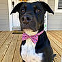 accessories, animal, architecture, bowtie, building, canine, dog, flower, formalwear, hardwood, hound, house, housing, pet, plant, plywood, porch, puppy, tie, wood
