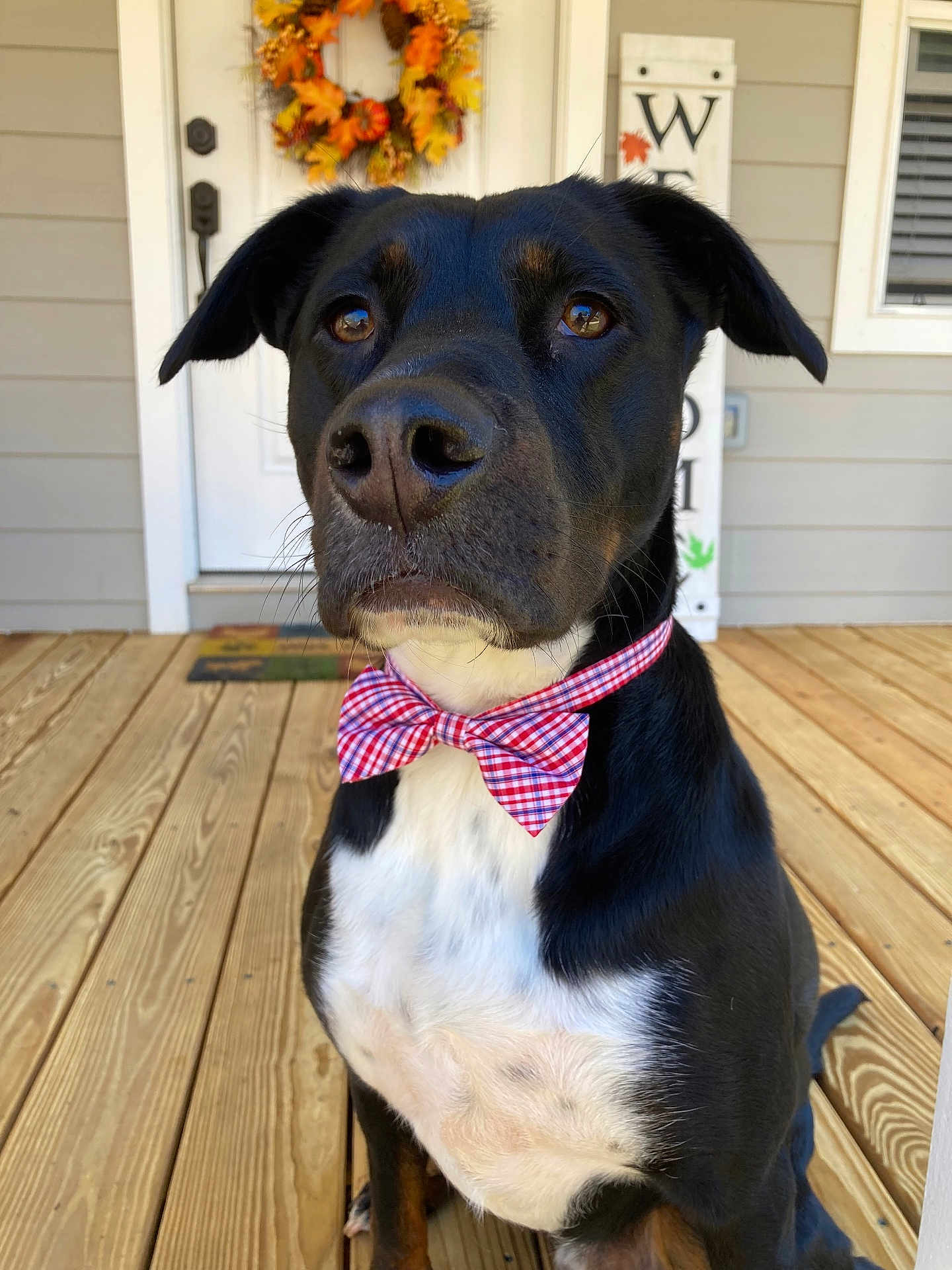 Kodi joined the competition — help win amazing prizes! accessories, animal, architecture, bowtie, building, canine, dog, flower, formalwear, hardwood, hound, house, housing, pet, plant, plywood, porch, puppy, tie, wood