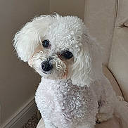 Pippa is registered to the contest to win money with this photo: animal, carpet, companion, couch, curious, curly_fur, cute, dog, domestic, fluffy, friendly, furniture, head_tilt, indoor, pet, poodle, portrait, sitting, small_dog, white