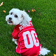 Tucker joined the competition — help win amazing prizes! animal, canine, cute, dog, fall_leaves, fluffy, grass, green_grass, happy, looking_back, number_00, outdoor, pet, playful, red_jersey, sitting, small_dog, sports_jersey, summer, white_dog