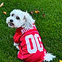 animal, canine, cute, dog, fall_leaves, fluffy, grass, green_grass, happy, looking_back, number_00, outdoor, pet, playful, red_jersey, sitting, small_dog, sports_jersey, summer, white_dog