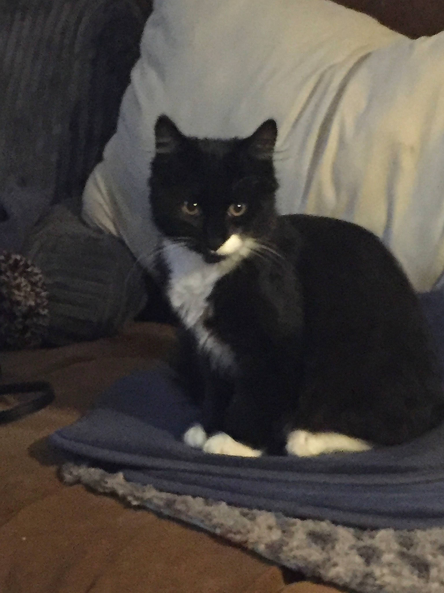 Maxi joined the competition — help win amazing prizes! black_cat, carnivore, cat, cat_supply, comfort, domestic_short_haired_cat, felidae, flooring, fur, grey, hardwood, linens, sitting, small_to_medium_sized_cats, snout, tail, terrestrial_animal, whiskers, window, wood