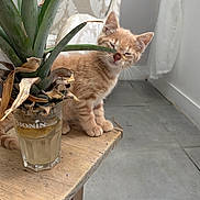 Mira participe au concours pour gagner de l'argent avec cette photo : kitten, cat, orange_tabby, sleepy, wooden_table, glass, pineapple_top, indoor, chair, curtain, floor_tiles, natural_light, plant, pet, animal, cozy, domestic, cute, feline, resting