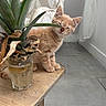 kitten, cat, orange_tabby, sleepy, wooden_table, glass, pineapple_top, indoor, chair, curtain, floor_tiles, natural_light, plant, pet, animal, cozy, domestic, cute, feline, resting
