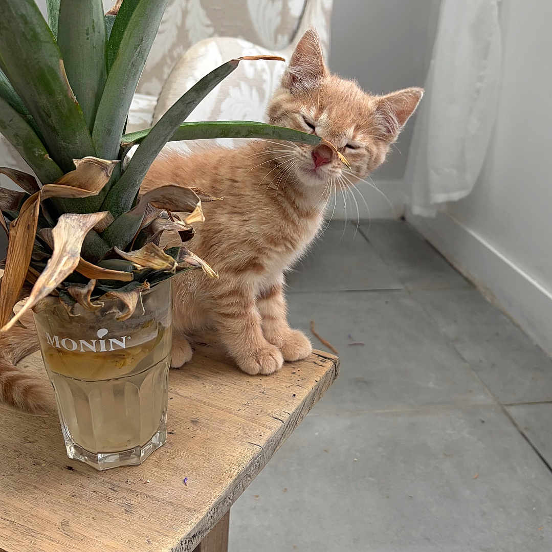 Mira participe au concours pour gagner de l'argent avec cette photo : kitten, cat, orange_tabby, sleepy, wooden_table, glass, pineapple_top, indoor, chair, curtain, floor_tiles, natural_light, plant, pet, animal, cozy, domestic, cute, feline, resting