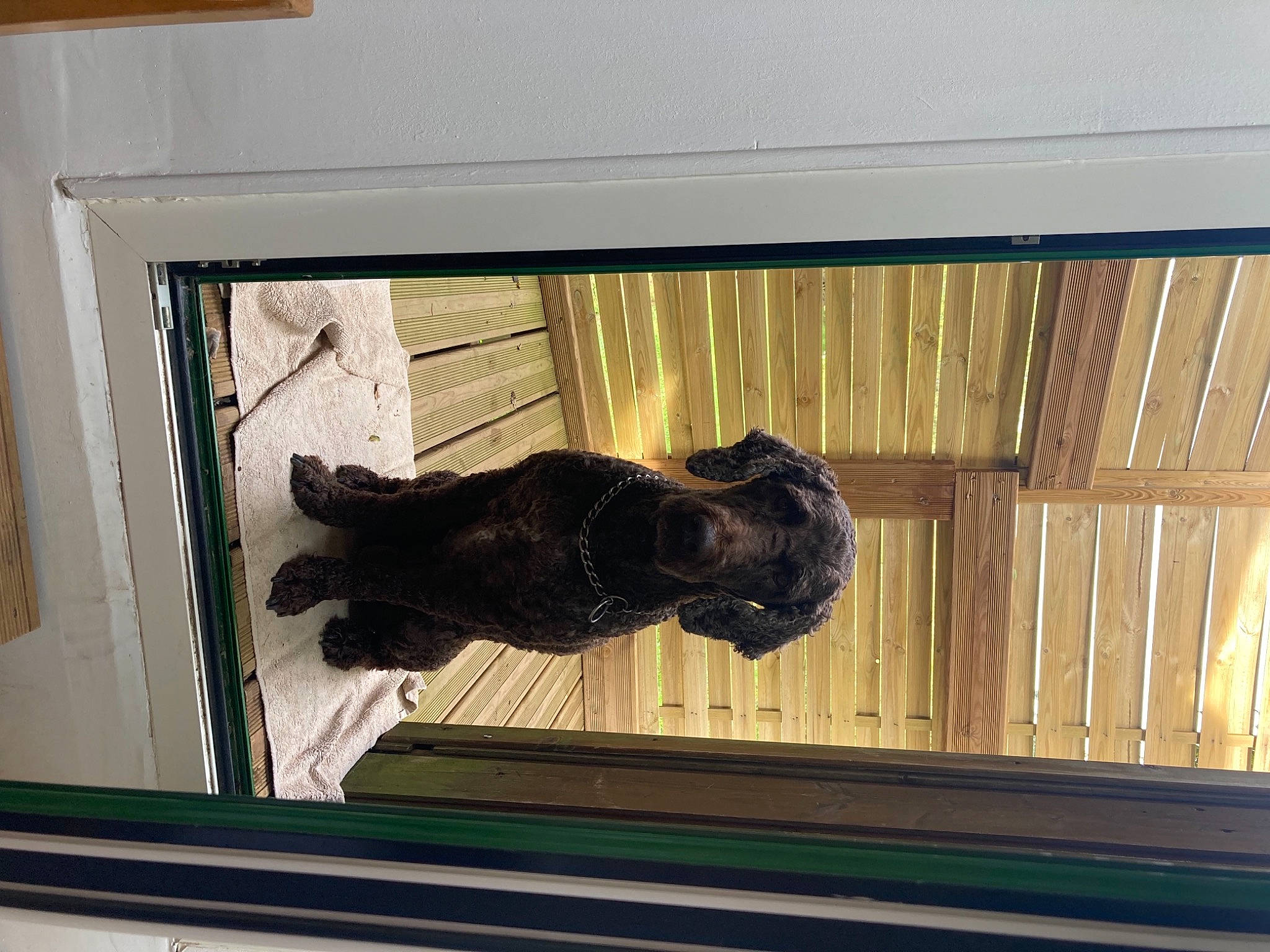 Helios participe au concours pour gagner de l'argent avec cette photo : door, fixture, fur, glass, hardwood, metal, rectangle, reflection, room, sporting_group, tints_and_shades, tree, visual_arts, window, wood