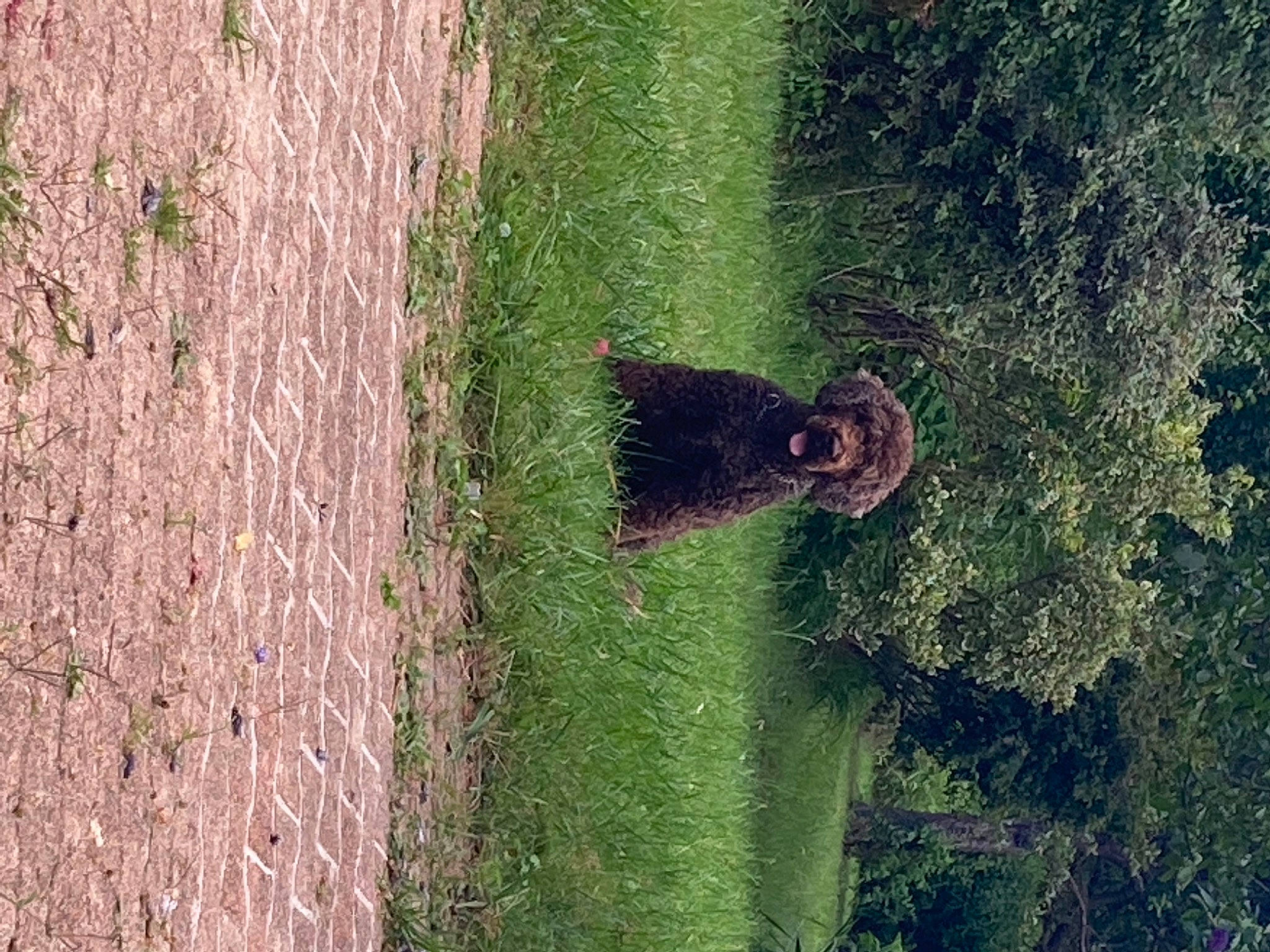 Helios participe au concours pour gagner de l'argent avec cette photo : circle, field, grass, grass_family, grassland, groundcover, land_lot, landscape, organism, pasture, people_in_nature, plant, shrub, slope, soil, terrestrial_animal, terrestrial_plant, tree, trunk, wood