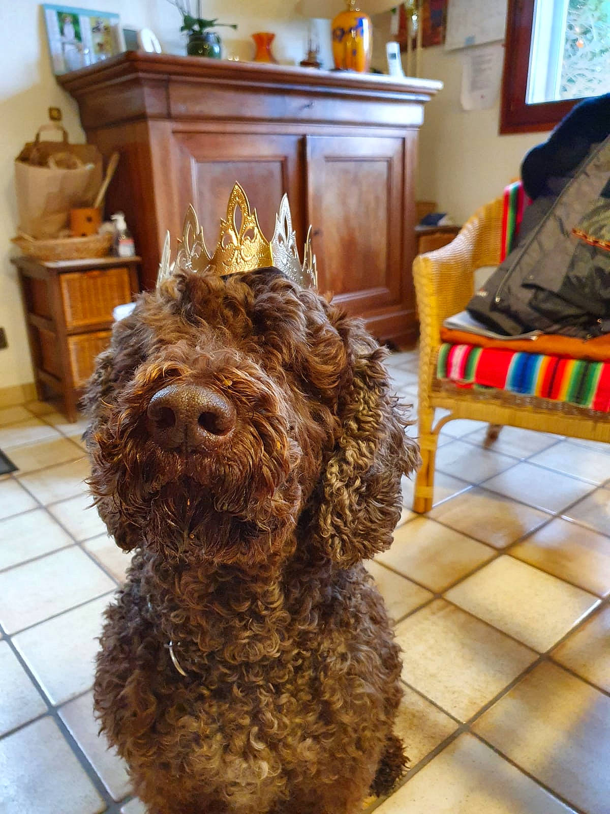 Helios a rejoint le concours — aidez-le/la à gagner de superbes lots ! cabinetry, carnivore, companion_dog, dog, dog_breed, flooring, fur, hardwood, houseplant, liver, picture_frame, room, snout, sporting_group, terrier, toy_dog, water_dog, window, wood, working_animal