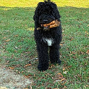 Balto participe au concours pour gagner de l'argent avec cette photo : dog, black_dog, curly_fur, shaggy_fur, long_hair, white_chest, chew_bone, bone, holding_toy, standing, outdoors, park, grass, lawn, fallen_leaves, sunlight, animal_portrait, playful, pet, natural_background