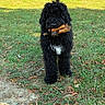dog, black_dog, curly_fur, shaggy_fur, long_hair, white_chest, chew_bone, bone, holding_toy, standing, outdoors, park, grass, lawn, fallen_leaves, sunlight, animal_portrait, playful, pet, natural_background