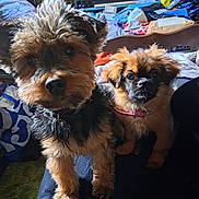 Eros Et Aria participe au concours pour gagner de l'argent avec cette photo : animal, black, brown, closeup, collar, companions, curious, cute, dog, domestic, face, fluffy, furry, home, indoor, pet, puppy, sitting, sofa, two_dogs