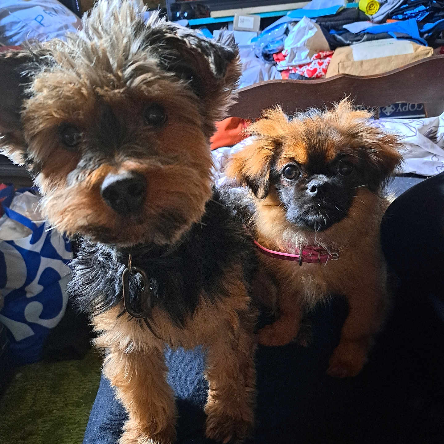 Eros Et Aria participe au concours pour gagner de l'argent avec cette photo : animal, black, brown, closeup, collar, companions, curious, cute, dog, domestic, face, fluffy, furry, home, indoor, pet, puppy, sitting, sofa, two_dogs