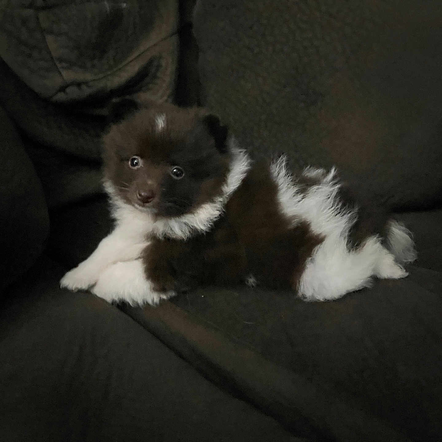 Annie Pullum is registered to the contest to win money with this photo: adorable, animal, black_and_white, companion, couch, cozy, cute, dog, domestic, fluffy, fur, indoor, looking, mammal, pet, puppy, relaxed, resting, small, young