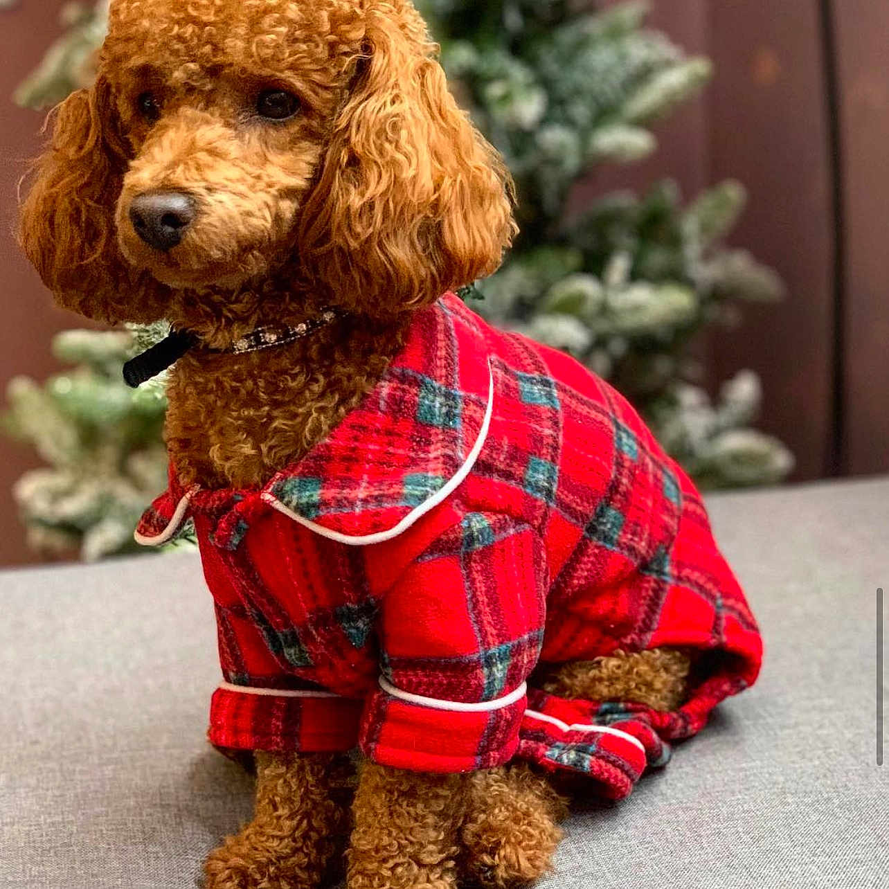 Poppy joined the competition — help win amazing prizes! animal, blanket, canine, dog, dogbed, festival, hair, person, pet, poodle, puppy, racket, sport, tennis, tennisracket