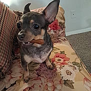 Nova is registered to the contest to win money with this photo: dog, small_dog, chihuahua, pet, indoor, couch, floral_pattern, carpet, ears, treat, mouth, animal, hand, furniture, home, cute, alert, snack, paw, upclose