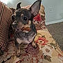 dog, small_dog, chihuahua, pet, indoor, couch, floral_pattern, carpet, ears, treat, mouth, animal, hand, furniture, home, cute, alert, snack, paw, upclose