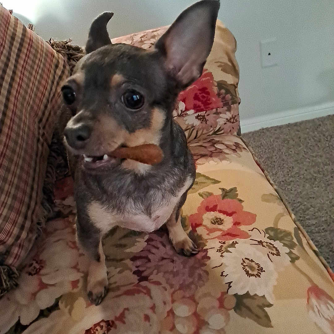 Nova is registered to the contest to win money with this photo: alert, animal, carpet, chihuahua, couch, cute, dog, ears, floral_pattern, furniture, hand, home, indoor, mouth, paw, pet, small_dog, snack, treat, upclose