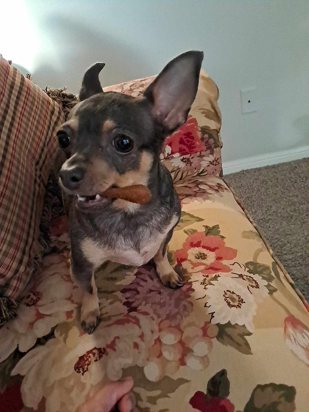 Nova is registered to the contest to win money with this photo: dog, small_dog, chihuahua, pet, indoor, couch, floral_pattern, carpet, ears, treat, mouth, animal, hand, furniture, home, cute, alert, snack, paw, upclose