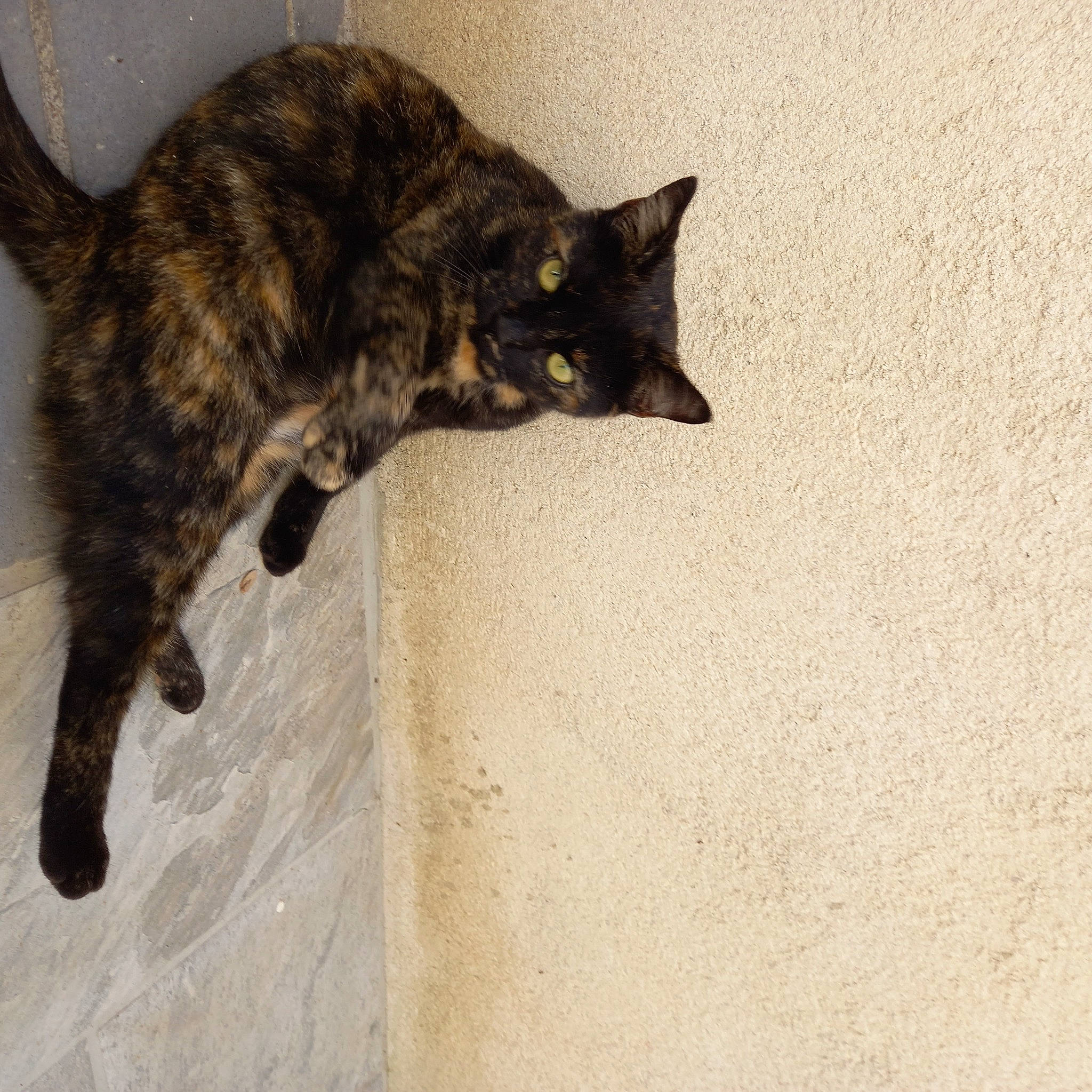 Moly a rejoint le concours — aidez-le/la à gagner de superbes lots ! black_cat, bombay, carnivore, cat, claw, domestic_short_haired_cat, felidae, flooring, fur, paw, small_to_medium_sized_cats, snout, tail, terrestrial_animal, whiskers