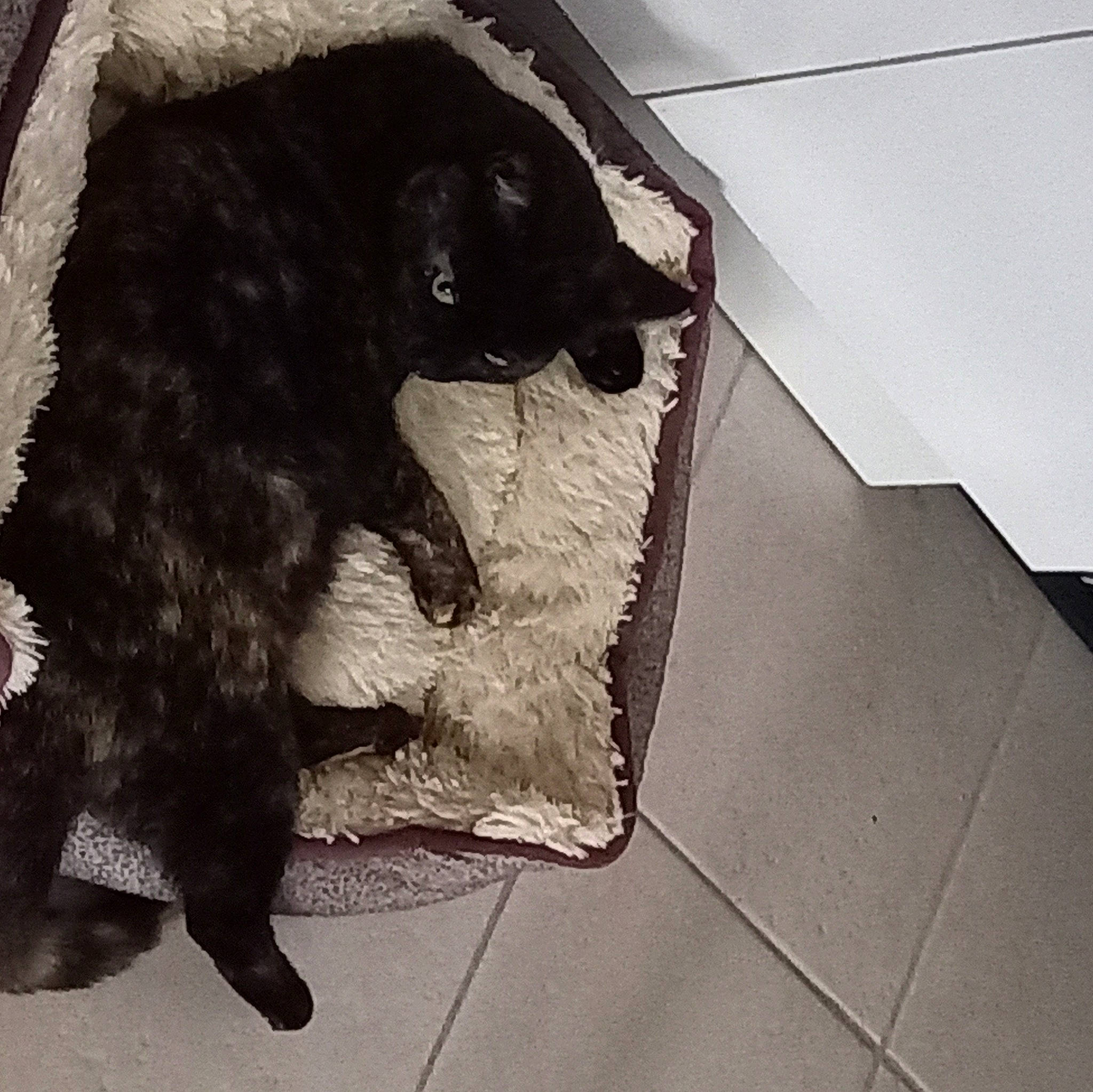 Moly a rejoint le concours — aidez-le/la à gagner de superbes lots ! borador, canidae, carnivore, comfort, companion_dog, dog, dog_breed, door, felidae, floor, flooring, fur, hardwood, rectangle, small_to_medium_sized_cats, snout, sporting_group, tail, tints_and_shades, working_animal