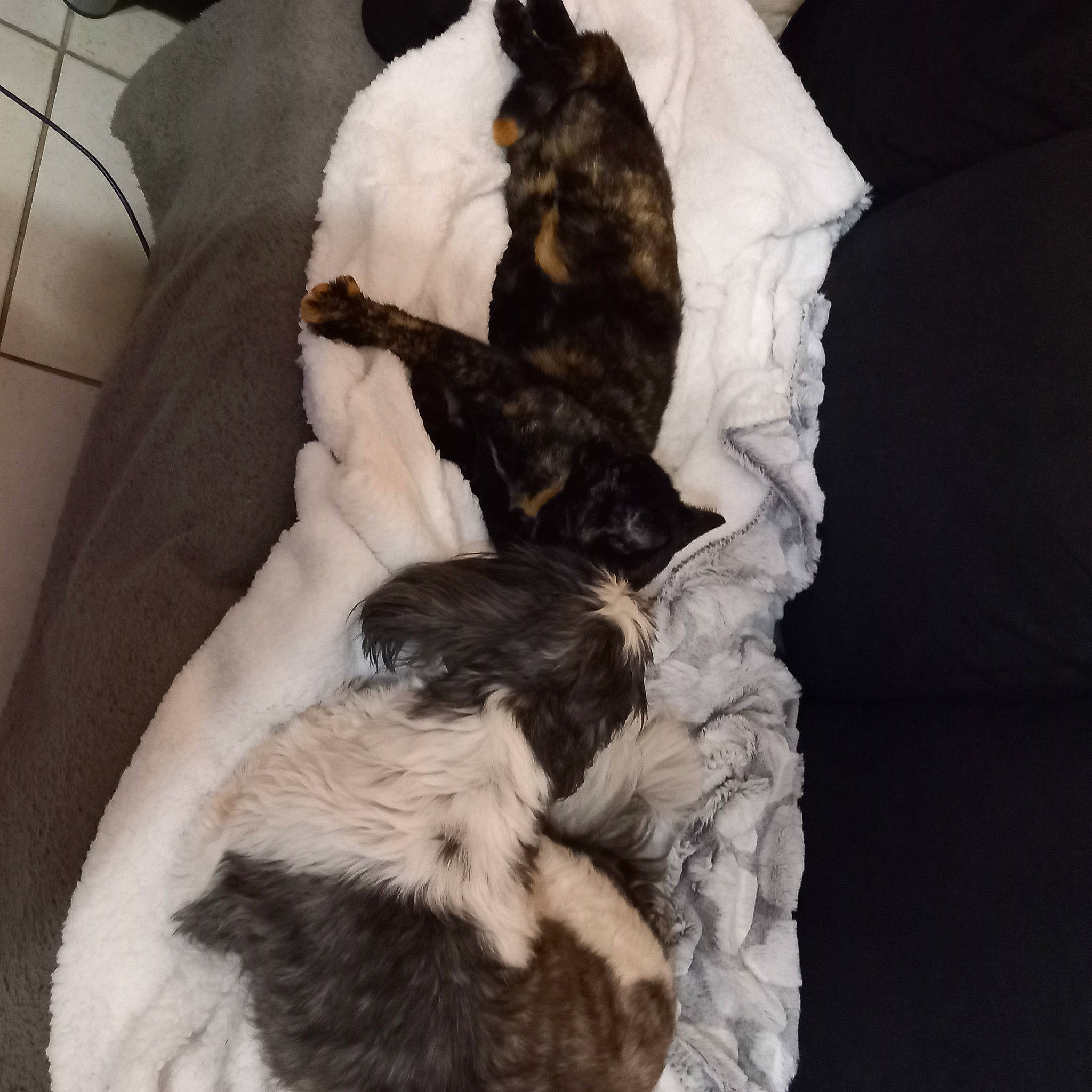 Moly a rejoint le concours — aidez-le/la à gagner de superbes lots ! bed, bedding, canidae, carnivore, claw, comfort, companion_dog, dog, dog_breed, duvet, felidae, fur, linens, nap, paw, small_to_medium_sized_cats, sporting_group, tail, toy_dog, whiskers