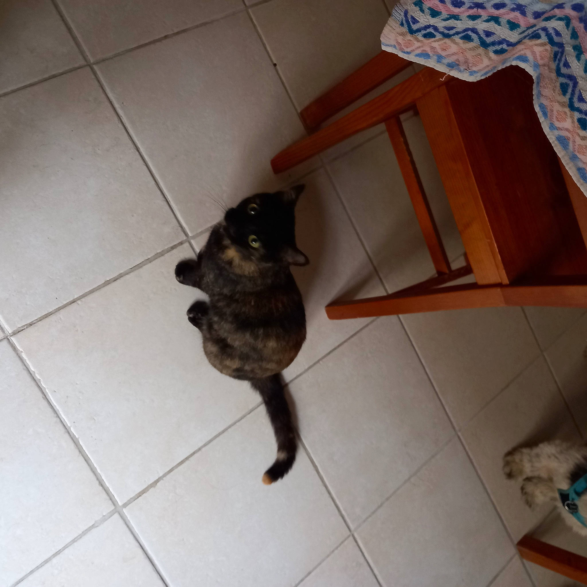 Moly participe au concours pour gagner de l'argent avec cette photo : black_cat, canidae, carnivore, cat, claw, dog_breed, domestic_short_haired_cat, fawn, felidae, floor, flooring, fur, hardwood, mammal, paw, small_to_medium_sized_cats, table, tail, whiskers, wood