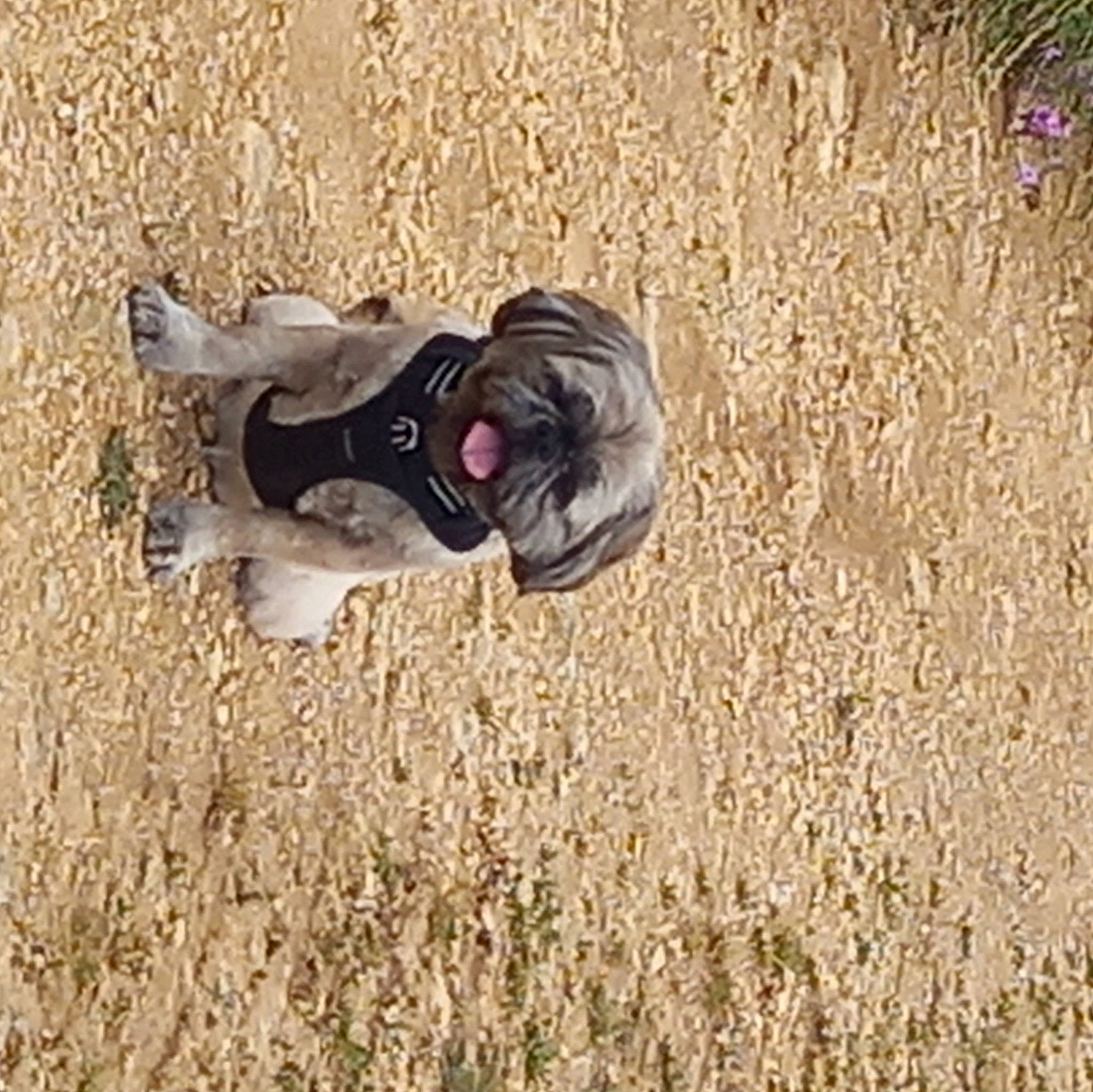 Popeye a rejoint le concours — aidez-le/la à gagner de superbes lots ! automotive_tire, binoculars, camera, camera_lens, canidae, fawn, grass, grass_family, grassland, head, landscape, personal_protective_equipment, photographer, plant, recreation, soil, sporting_group, sunglasses, toy, wood