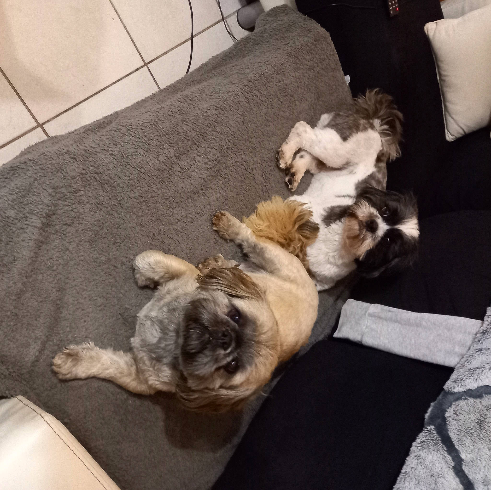 Popeye participe au concours pour gagner de l'argent avec cette photo : bulldog, canidae, carnivore, comfort, companion_dog, couch, dog, dog_breed, fawn, felidae, flooring, fur, liver, paw, pug, snout, sporting_group, tail, toy_dog, working_animal