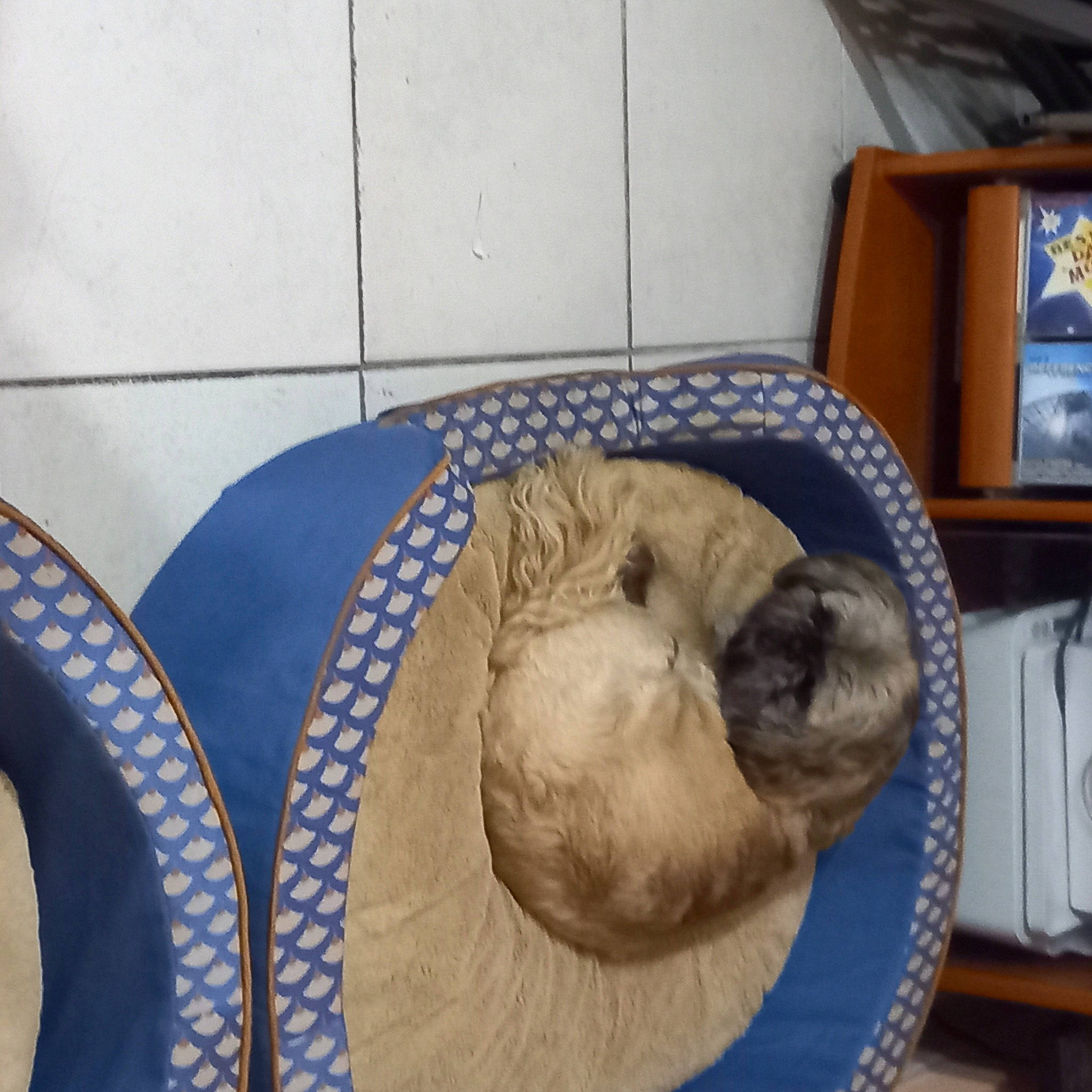 Popeye a rejoint le concours — aidez-le/la à gagner de superbes lots ! canidae, carnivore, cat, comfort, companion_dog, dog_breed, domestic_short_haired_cat, electric_blue, fawn, felidae, flooring, fur, nap, siamese, sleep, small_to_medium_sized_cats, snout, sporting_group, terrestrial_animal, whiskers