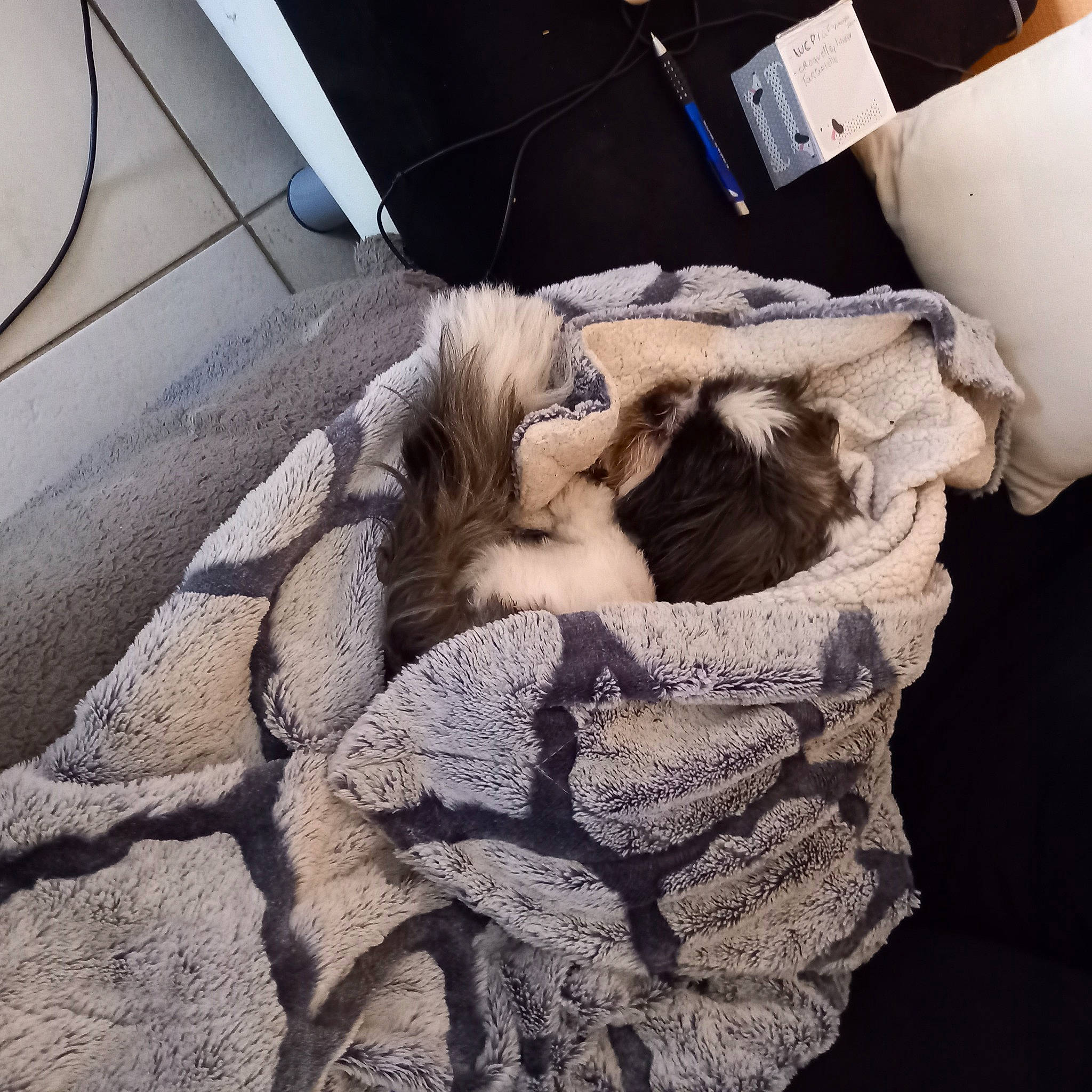 Socrate a rejoint le concours — aidez-le/la à gagner de superbes lots ! automotive_tire, automotive_wheel_system, bag, carnivore, cat, comfort, domestic_short_haired_cat, felidae, fender, flooring, fur, human_leg, paw, small_to_medium_sized_cats, tail, vehicle_door, whiskers, window, windshield, wood