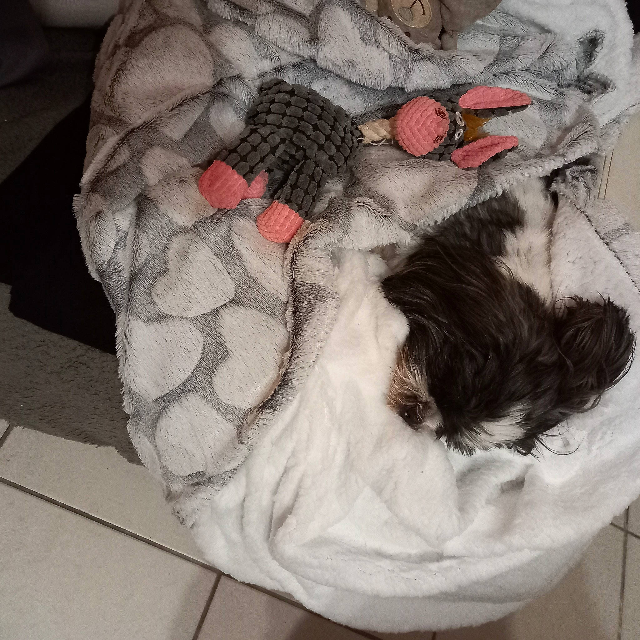 Socrate participe au concours pour gagner de l'argent avec cette photo : art, beard, comfort, companion_dog, dress, felidae, fur, gesture, grey, human_leg, knee, neck, pattern, sleeve, tail, tattoo, thigh, tree, whiskers, wrist