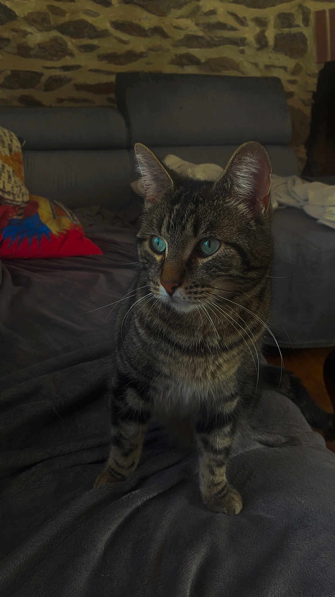 Sony participe au concours pour gagner de l'argent avec cette photo : cat, tabby, blue_eyes, pet, feline, indoor, blanket, couch, stone_wall, whiskers, fur, alert, domestic_animal, mammal, cozy, home, curious, animal, portrait, sitting