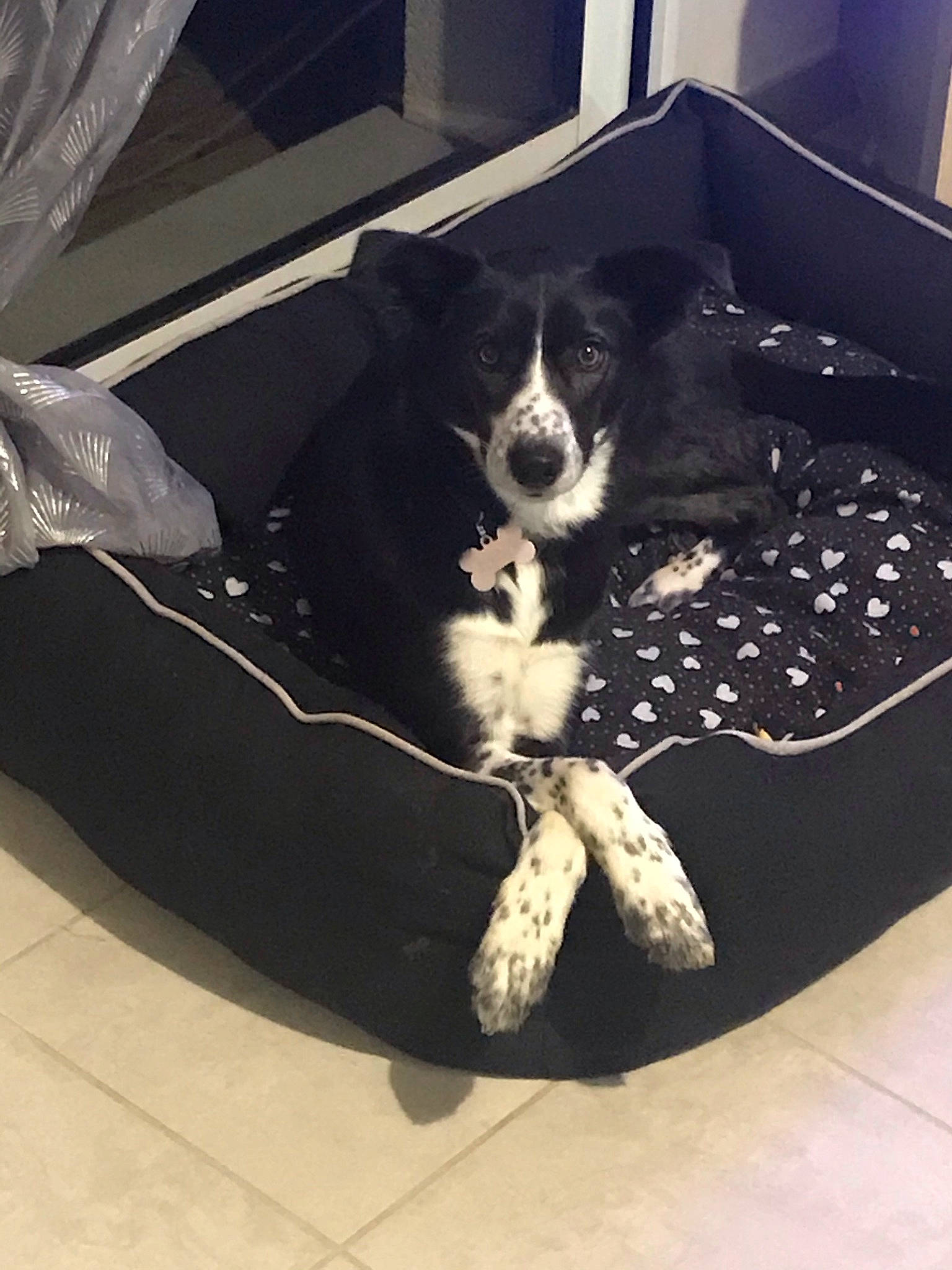 Paya participe au concours pour gagner de l'argent avec cette photo : automotive_design, canidae, carnivore, comfort, companion_dog, dog, dog_bed, dog_breed, dog_supply, flooring, fur, herding_dog, pattern, paw, pet_supply, rectangle, sitting, sporting_group, tints_and_shades, working_animal